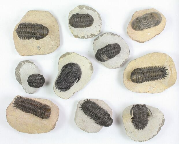 Lot: Assorted Devonian Trilobites - Pieces #76919